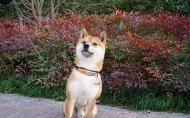 柴犬不听话怎么让柴犬听话-柴犬太淘气了怎么办