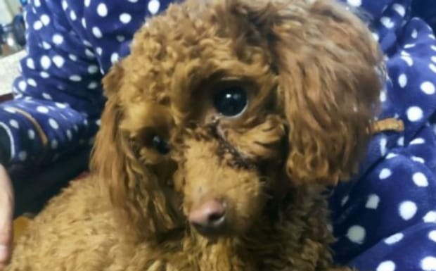 狗狗吐黄水还带有泡沫怎么办,狗经常吐黄水有泡沫