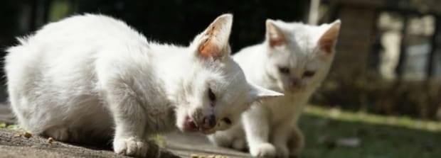 小奶猫可以喝纯牛奶吗,小奶猫能喝纯牛奶吗
