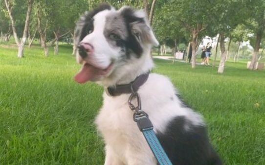 狗狗狂犬疫苗多久打一次,宠物狗打疫苗的时间 狗狗狂犬疫苗多久打一次,宠物狗打疫苗的时间