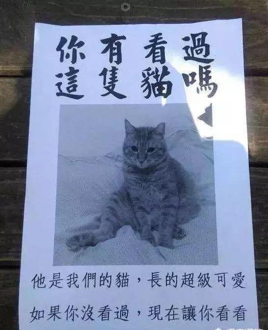 猫咪跑丢了会自己回家吗,小猫丢了自己能回来吗