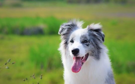 狗狗狂犬疫苗多久打一次,宠物狗打疫苗的时间 狗狗狂犬疫苗多久打一次,宠物狗打疫苗的时间