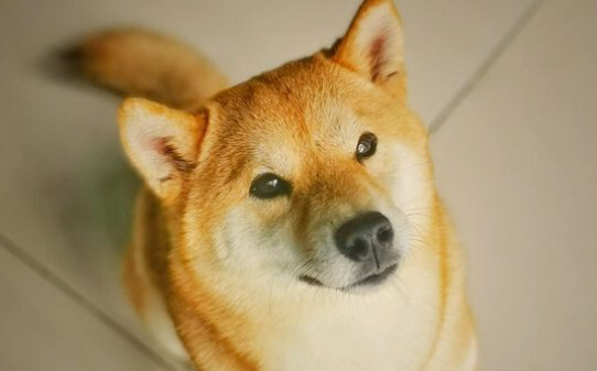 柴犬怕冷吗-柴犬是不是很怕冷