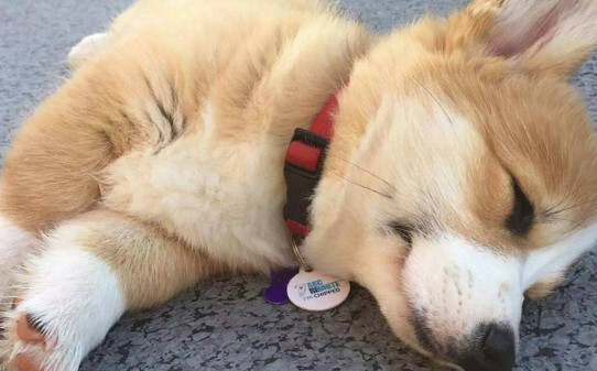 柯基犬如何训练才能听话-怎么训练柯基犬