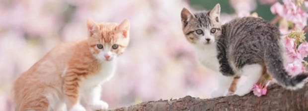 猫常见的几种病,猫嗜酸性肉芽肿会自愈吗