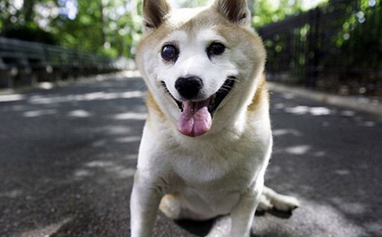 柴犬智商排名咋样-柴犬智商排名第几