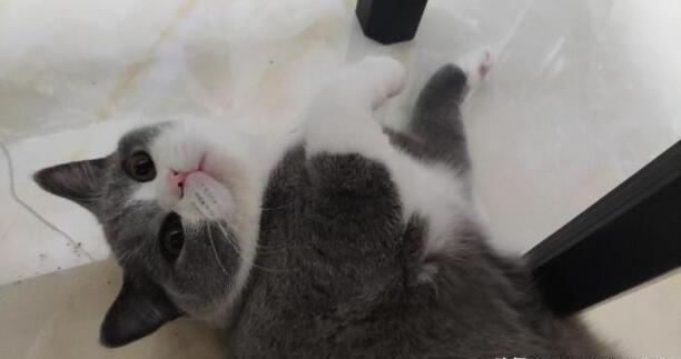 猫咪喜欢吃哪些食物,猫一般吃什么食物