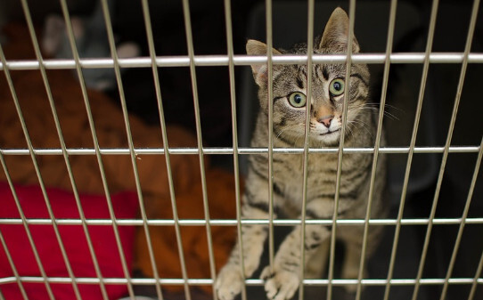 关门小猫一直叫咋办-猫关笼子里一直叫怎么解决