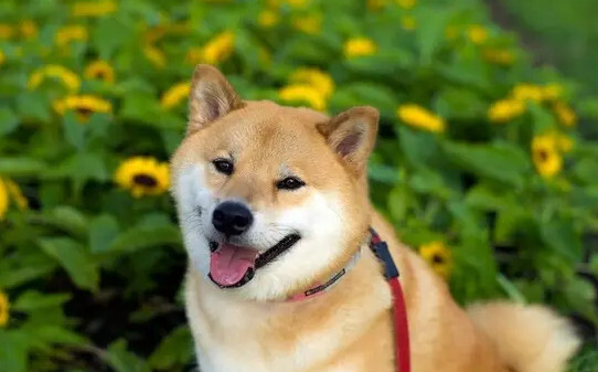 柴犬分几种,柴犬的五个种类 柴犬分几种,柴犬的五个种类
