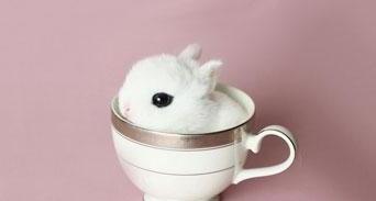 兔子品种及兔子大全
