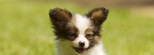 蝴蝶犬怎么训练大小便 蝴蝶犬怎么训练大小便