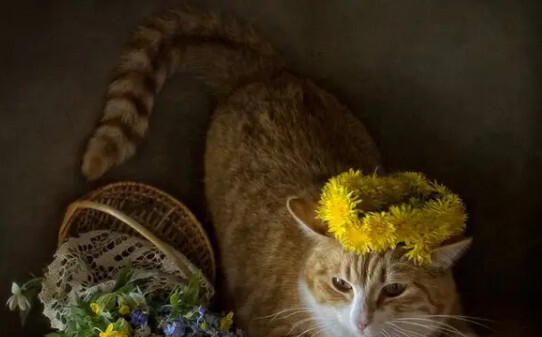 猫猫拉肚子拉稀怎么办