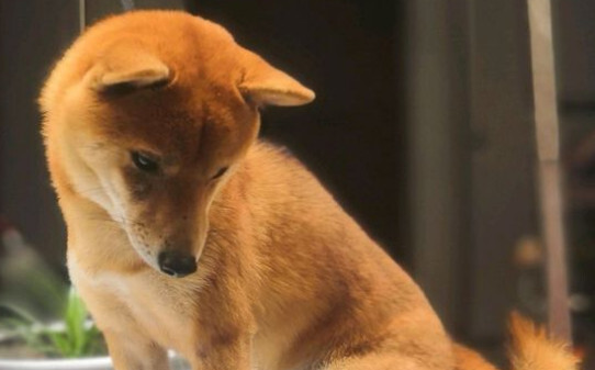 日本豆柴犬怎么样-日本豆柴犬价格一般多少钱