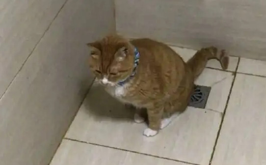 猫尿床屡教不改怎么办-母猫乱尿