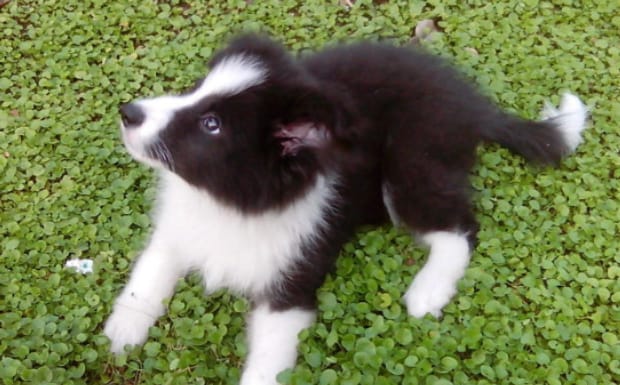 边牧犬分辨纯不纯的方法