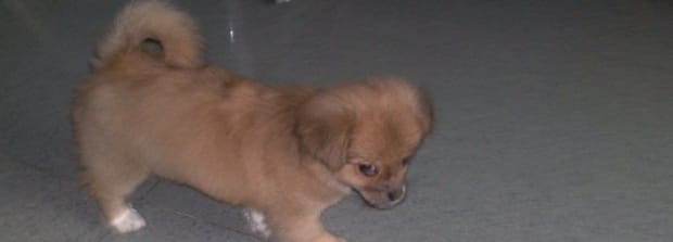 幼犬为什么不吃奶,小狗不吃奶一直叫唤