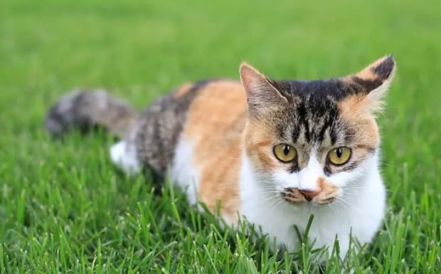 怎样辨别猫的公母,猫雌雄同体怎么回事
