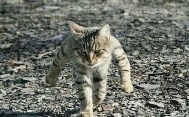 为什么猫喜欢舔自己的手-猫咪爱你的12种表现