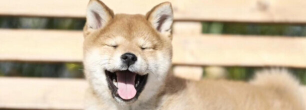 上班族养柯基还是柴犬比较好,如何整治柴犬的犟脾气