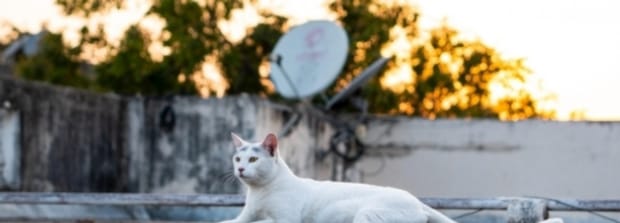如何让猫喜欢一个新窝,为什么猫害怕软软的窝