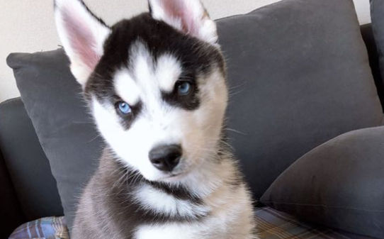 哈士奇幼犬的训练方法和步骤