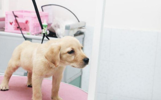 法斗犬身上长满疙瘩咋回事-狗狗身上长了粉瘤怎么办