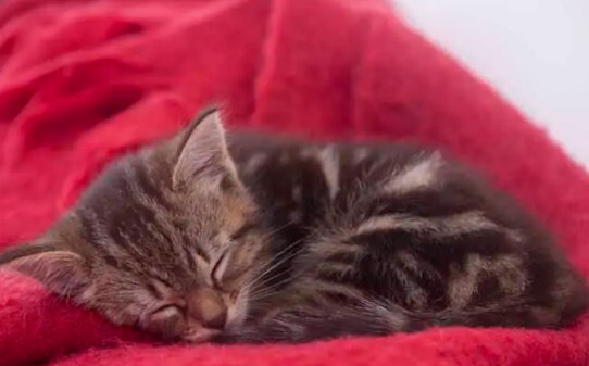 猫咪寂寞的表现有哪些-猫咪这6个表现说明它很孤独
