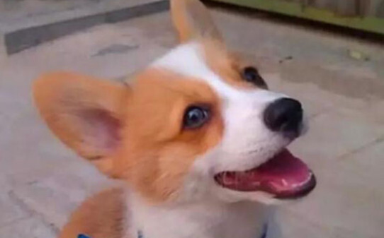 犬瘟20天了能熬过去吗-早中晚期狗瘟的治疗方法