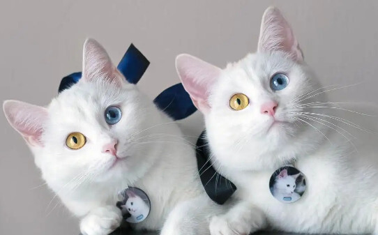 俄罗斯猫的品种有哪些-俄罗斯猫常见的五个品种