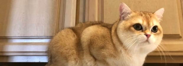 橘猫是土猫吗-怎么辨别橘猫和土猫