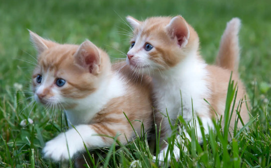 猫咪最怕什么东西,猫最怕的七种东西
