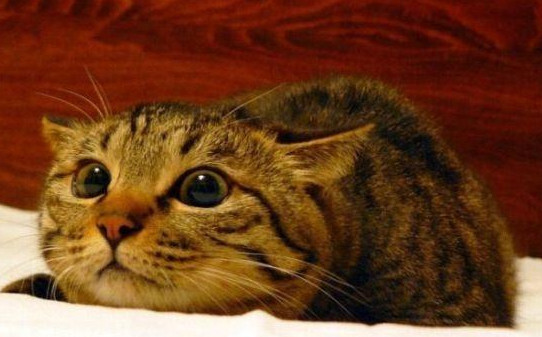 为什么玩的时候猫会飞机耳-猫飞机耳是害怕吗