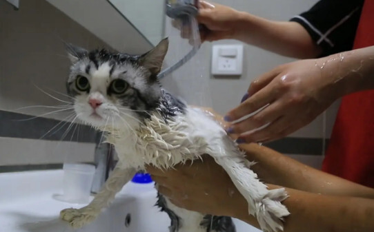 猫咪多长时间洗一次,猫要洗澡吗