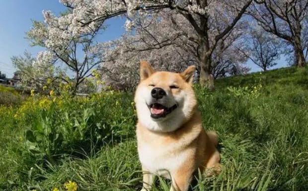 柴犬几个月立耳啊,柴犬耳朵多久竖起来