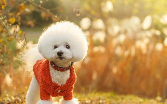 比熊犬送人后还记得我吗-比熊送人后还会记得旧主人吗 比熊犬送人后还记得我吗-比熊送人后还会记得旧主人吗