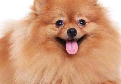 博美犬呕吐咋办,狗狗吹空调呕吐怎么办