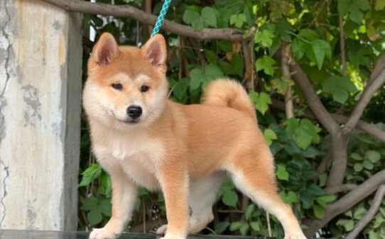 小柴犬喜欢咬人如何驯服-5个月柴犬咬主人怎么办 小柴犬喜欢咬人如何驯服-5个月柴犬咬主人怎么办