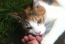 猫咪多远能闻到主人的味道