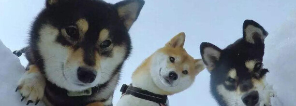 柴犬掉毛吗,柴犬掉毛比较严重怎么办