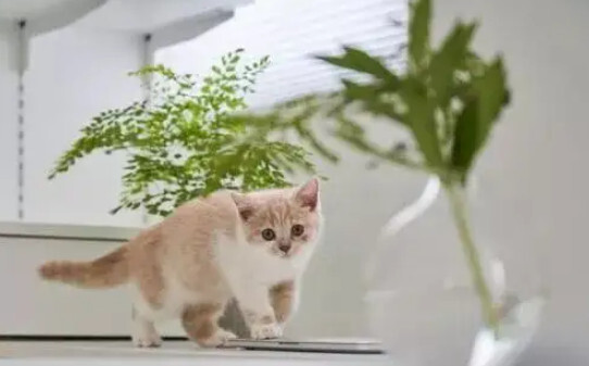 养猫家为啥不能养绿萝,养猫可以养杜鹃花吗