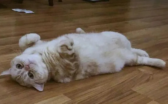 猫为什么发出咕噜噜的声音,猫猫发出咕咕咕的声音怎么办