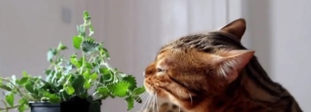 三个月的猫可以玩猫薄荷吗,猫薄荷球可以一直给猫吗