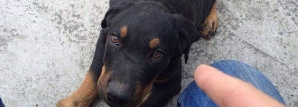 罗威纳犬怎么从小训练-罗威纳犬多大开始训练 罗威纳犬怎么从小训练-罗威纳犬多大开始训练