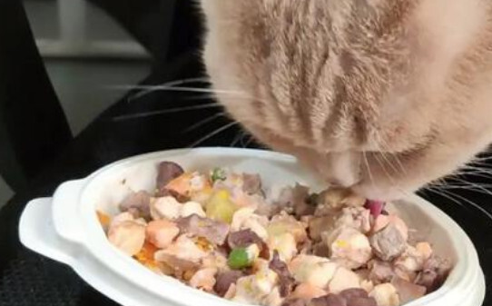 布偶猫如何喂猫粮-猫食怎么做