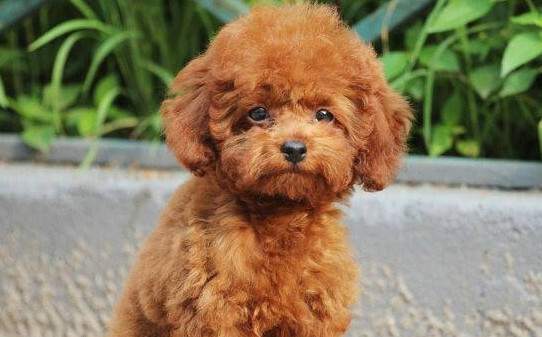 泰迪怎么训练大小便,泰迪犬大小便训练 泰迪怎么训练大小便,泰迪犬大小便训练