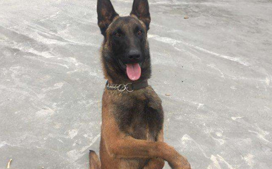 如何才能把马犬饲养好-怎样喂养与训练马犬