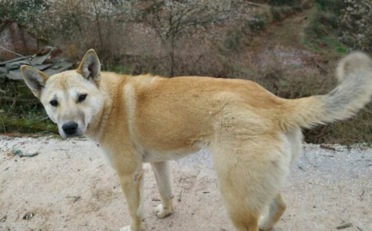 如何训练柯基犬,怎么训土狗