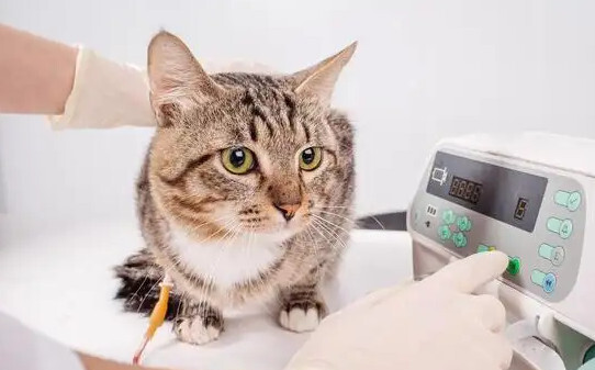 猫咪总是吐是怎么回事,猫咪呕吐是什么原因