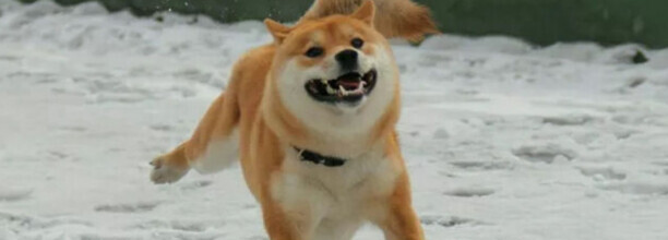 柴犬为什么那么像土狗,柴犬是日本的土狗吗