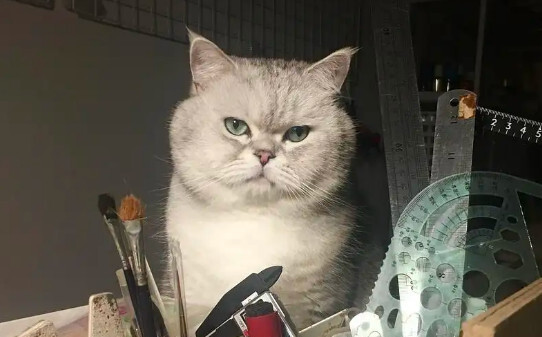 猫咪可以憋尿几个小时,猫晚上能憋住大小便吗